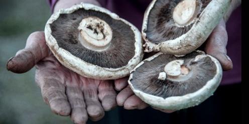 Slow Mushrooming - identifying edible fungi 2024 (Saturday)