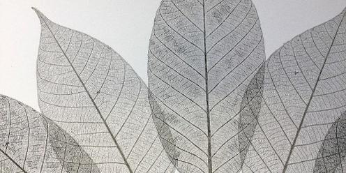 Nature Printing workshops with Rhyll Plant