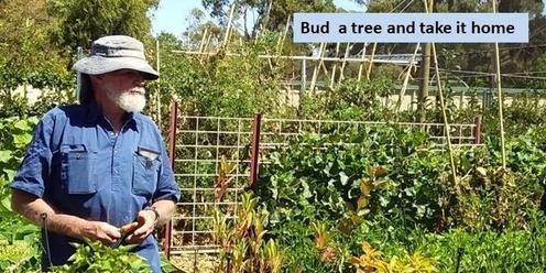 Fruit Tree Propagation: Budding and grafting