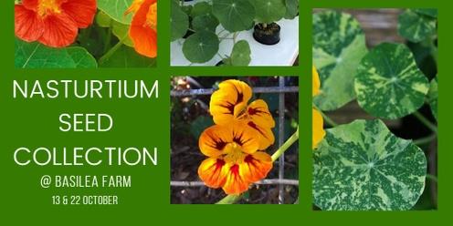 Nasturtium seed collection @ Basilea Farm