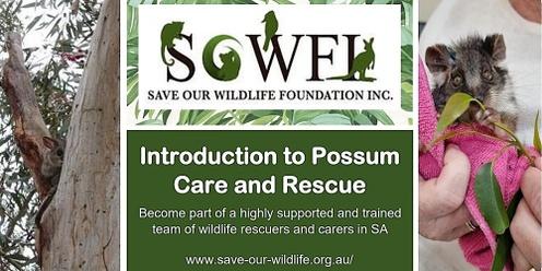 Introduction to Possum Care and Rescue