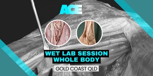 Anatomy Wet Lab Session - Whole body (Gold Coast QLD)