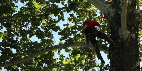 2023 Indiana Arborist Association Tree Climbing Championship and Aerial Rescue Training