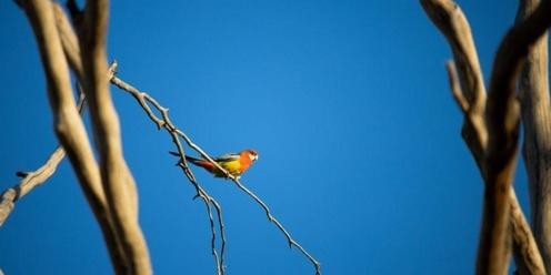 Bird Ramble in Wirrarninthi / Kingston Park (Park 23)  - RESCHEDULED 