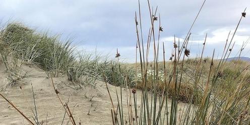 New Brighton - Matariki - Dune Planting  - H2s