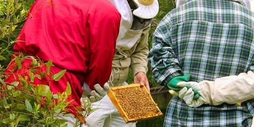 Beginners Backyard Beekeeping