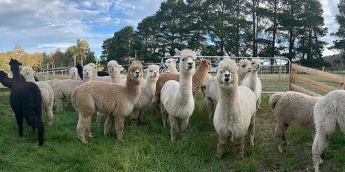 Alpaca Your Picnic, You Bring the Fun - at Riverdance Farm Tasmania!