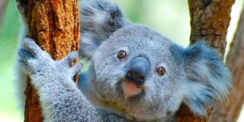 Koalas and Connectivity