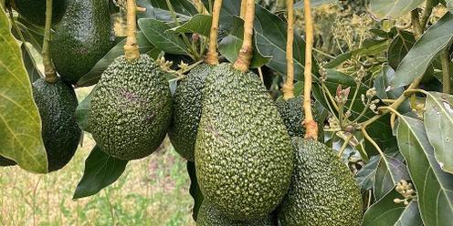 Avocado Research Updates 2023 - Keeping SW WA Growers Informed