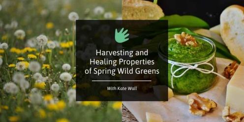 Harvesting & Healing Properties  of Spring Wild Greens