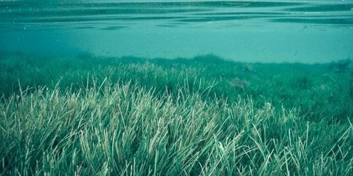 SEAGRASS MEADOW