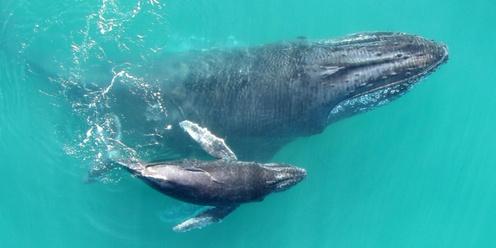 Sacred Whale Songs Ceremony - Honouring The Mother Whale & Her New-born Calf