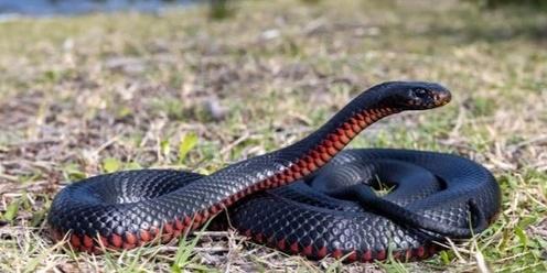 Snakes of the Fleurieu (and how to live with them)