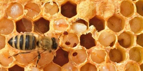 🐝 Beekeeping Talk with Jessica Helgen: Managing Varroa 🐝