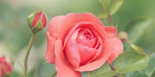 The Healing Power of Roses