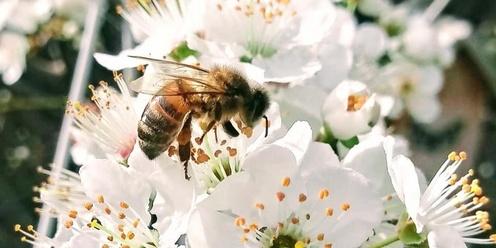 Creating Habitat for Pollinators Workshop