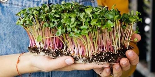 Introduction to Growing Microgreens