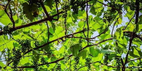 Keep Your Cool with Trees & Vines at KCNH