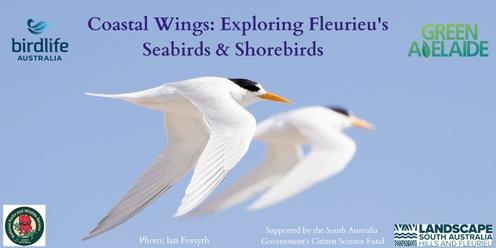 Coastal Wings: Exploring Fleurieu's Seabirds and Shorebirds