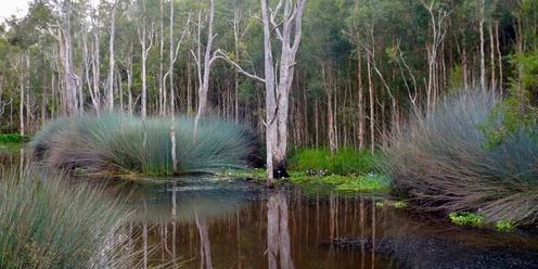 ACF Brisbane South & Logan Karawatha Forest (South) Bush Ramble