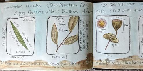 Take a Closer Look at Trees - Nature Journaling Morning Workshop 10am-1pm