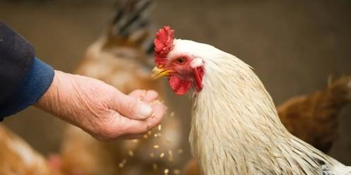 Keeping Backyard Chickens- CoW Resilient Communities Workshop Series