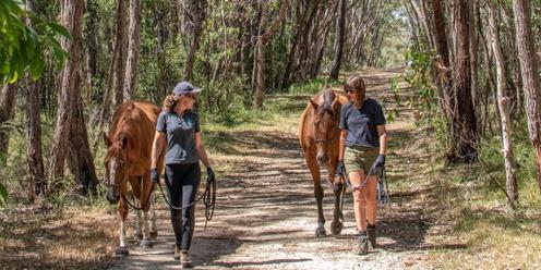 Walking with Horses in Kuitpo Forest