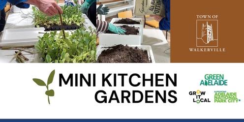 Mini kitchen gardens 