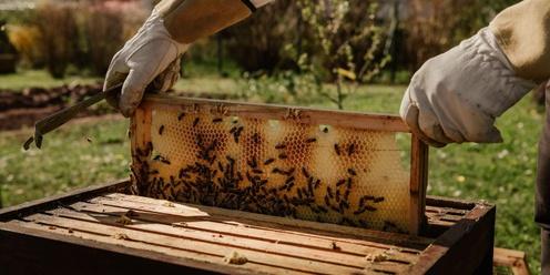 Beekeeping 103: Beehive Rescue and Honey Harvesting