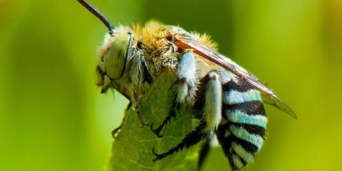 The Buzz of Native Bees