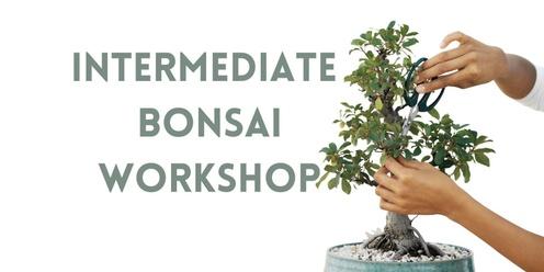 Intermediate Bonsai