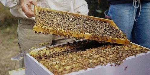 Beekeeping Practical hands on - Intermediate class