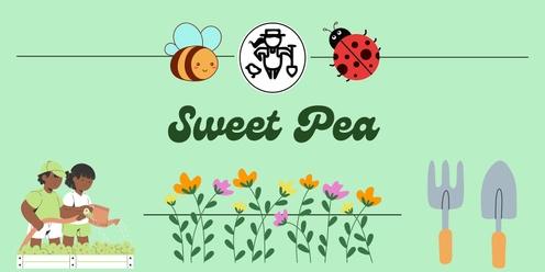 Sweet Pea Late Spring
