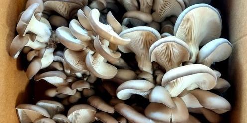 Fungi Fundamentals: Mushroom Cultivating Course