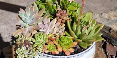 Sustainable Succulents: Foraged, Collected, Inherited