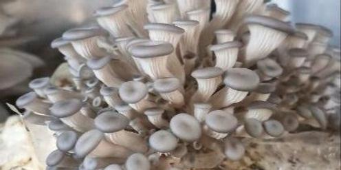 From Spore to Harvest - Tips and Tricks for Growing Mushrooms at Home