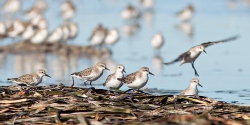 An Introduction to Migratory Shorebirds