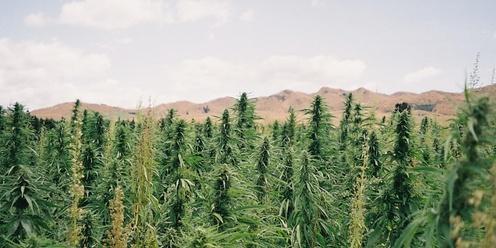Medicinal Cannabis & Hemp Talk 