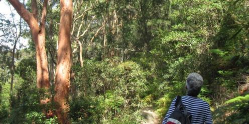 Nature connection and wellbeing walk in the Wolli Creek Regional Park