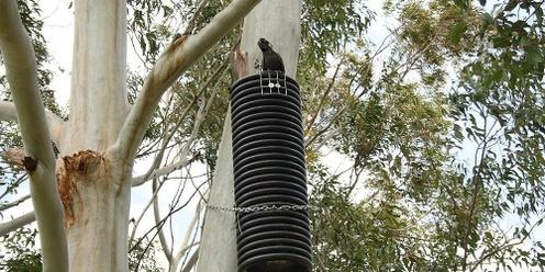 Mitigating Black Cockatoo and Native Tree Decline in Murray Shire