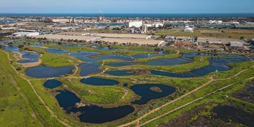 Clean & Green: Reviving the Port's Wetlands