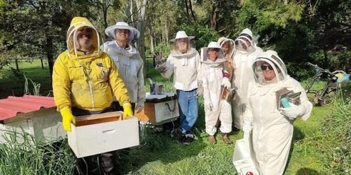 New Beekeepers Find the Hidden Secret To Huge Supplies of Raw Pure Honey