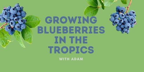 Growing Blueberries in the Tropics