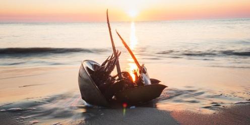Primeval Party: Horseshoe Crab Spawning at Cape May