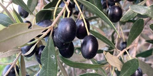 Controlling Feral Olives Demonstration Day