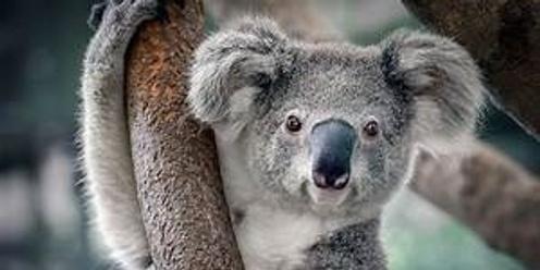 What Koalas Want