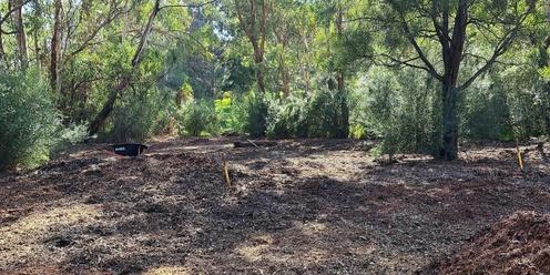 Gardiners Creek Reserve Project - First Planting