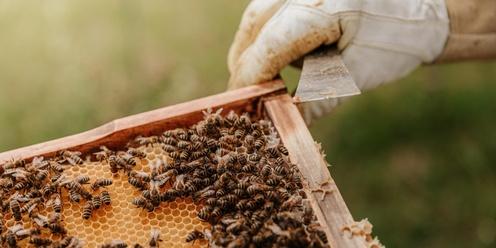 Beekeeping 101: Intro to Beekeeping