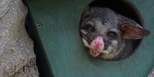 Australian Wildlife Displays - Pop up at Callan Park
