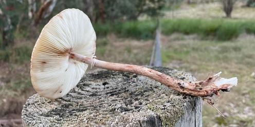 Slow Mushrooming - identifying edible fungi 2024 (Sunday)